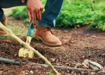 Raised Bed vs. In-Ground Gardening