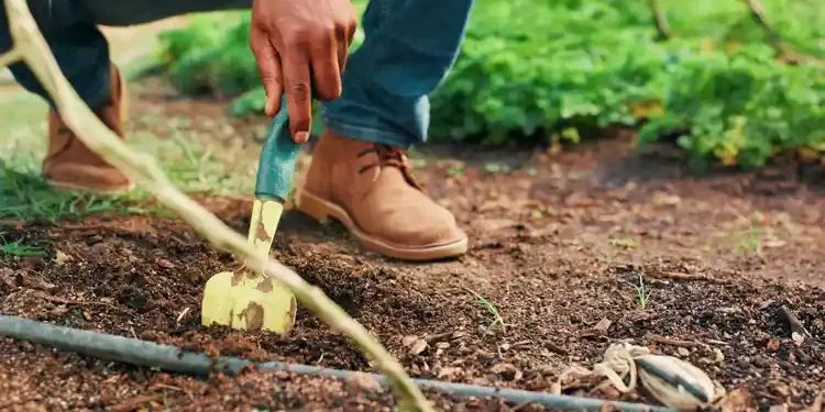 Raised Bed vs. In-Ground Gardening