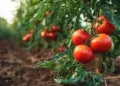 blossom end rot tomatoes