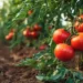 blossom end rot tomatoes