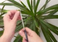 brown leaf tips