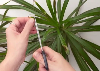 brown leaf tips