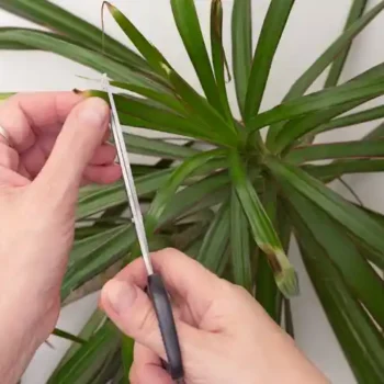 brown leaf tips