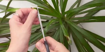 brown leaf tips