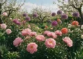 companion planting for peonies
