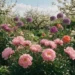 companion planting for peonies