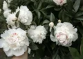 growing peonies