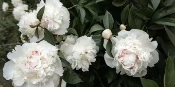 growing peonies