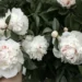 growing peonies