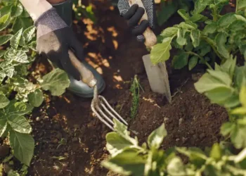 Getting Started with Organic Gardening