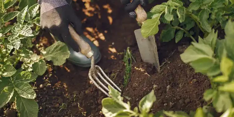 Getting Started with Organic Gardening