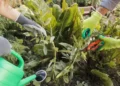 regenerative gardening