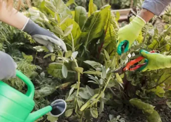 regenerative gardening