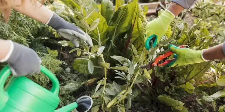 regenerative gardening