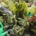 regenerative gardening