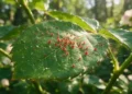 spider mites on leaf