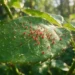 spider mites on leaf