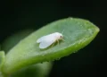 whiteflies on plant