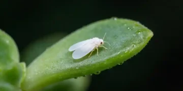 whiteflies on plant