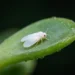 whiteflies on plant