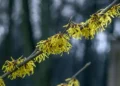 Winter Blooming Plants - Witch Hazel