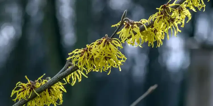 Winter Blooming Plants - Witch Hazel
