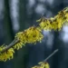 Winter Blooming Plants - Witch Hazel