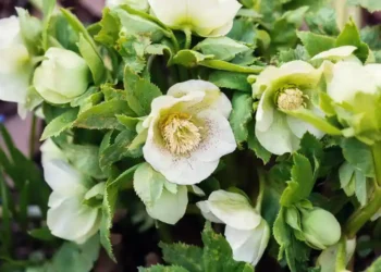 how to grow hellebores