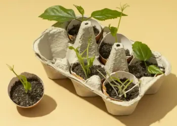 egg carton with seedlings