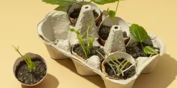 egg carton with seedlings