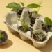 egg carton with seedlings