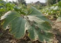 squash bugs on a leaf