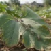 squash bugs on a leaf