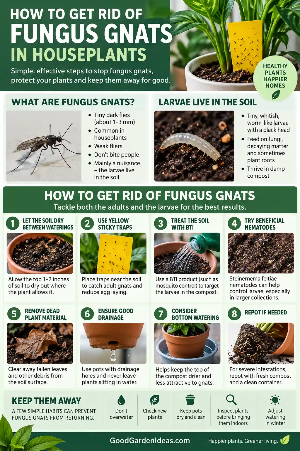pin how to get rid of fungus gnats
